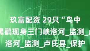 玖富配资 29只“鸟中大熊猫”黑鹳现身三门峡洛河_监测_卢氏县_保护